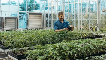 Professor Larry Smart, associate director at Cornell AgriTech, examines hemp in a greenhouse
