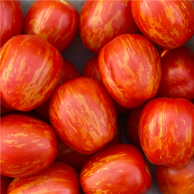 red cherry tomatoes with gold stripes