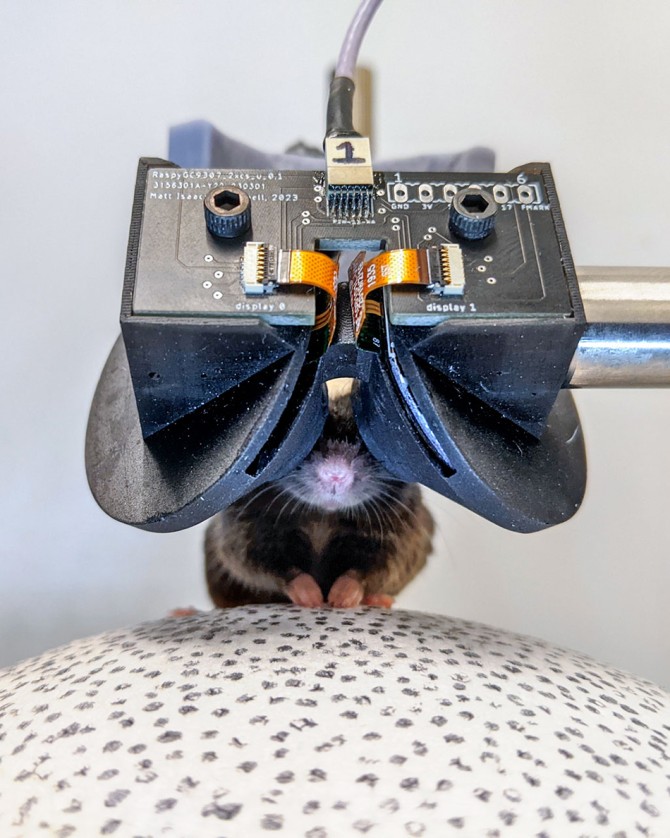 Cornell researchers built miniature VR headsets to immerse mice more deeply in virtual environments that can help reveal the neural activity that informs spatial navigation and memory function.
