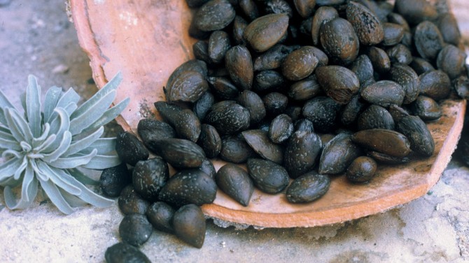 Almonds from the Kyrenia ship