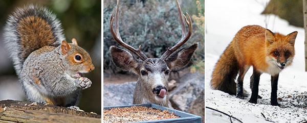 (L-R) Gray squirrel, mule deer, read fox.