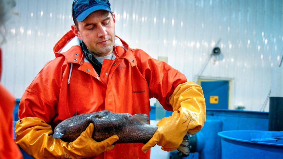 Salmon breeder hold fish