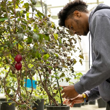 student examining a plant in a greenhouse